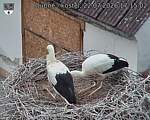 Capi_Dubne_20260722_171502.jpg