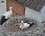 Capi_Dubne_20260722_173003.jpg