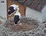 Capi_Dubne_20260722_175503.jpg