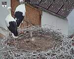 Capi_Dubne_20260722_180002.jpg
