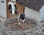 Capi_Dubne_20260722_181003.jpg