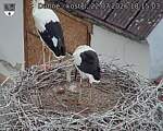 Capi_Dubne_20260722_181503.jpg