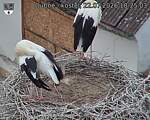 Capi_Dubne_20260722_182503.jpg