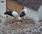 Capi_Dubne_20260722_184503.jpg