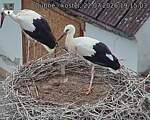 Capi_Dubne_20260722_191503.jpg