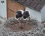Capi_Dubne_20260722_192503.jpg