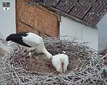 Capi_Dubne_20260722_200503.jpg