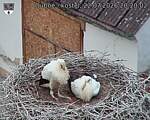 Capi_Dubne_20260722_202002.jpg