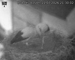 Capi_Dubne_20260722_213002.jpg