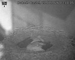 Capi_Dubne_20260723_031005.jpg