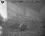 Capi_Dubne_20260723_033003.jpg
