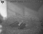 Capi_Dubne_20260723_033503.jpg