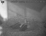 Capi_Dubne_20260723_034002.jpg
