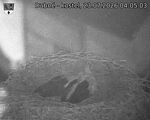 Capi_Dubne_20260723_040503.jpg