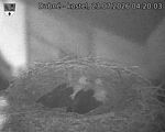 Capi_Dubne_20260723_042003.jpg