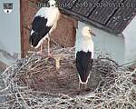 Capi_Dubne_20260723_051503.jpg