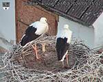 Capi_Dubne_20260723_052502.jpg