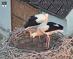 Capi_Dubne_20260723_055002.jpg