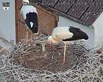 Capi_Dubne_20260723_063003.jpg