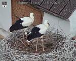 Capi_Dubne_20260723_074503.jpg