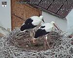 Capi_Dubne_20260723_075002.jpg