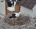 Capi_Dubne_20260723_081002.jpg