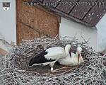 Capi_Dubne_20260723_090003.jpg