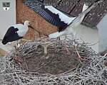 Capi_Dubne_20260723_094502.jpg