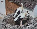 Capi_Dubne_20260723_095003.jpg
