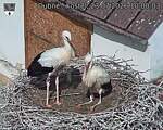 Capi_Dubne_20260723_100003.jpg