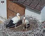 Capi_Dubne_20260723_101502.jpg