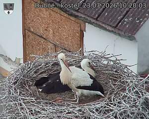 Capi_Dubne_20260723_102003.jpg (1350&nbsp;x&nbsp;1080)