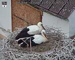 Capi_Dubne_20260723_102503.jpg