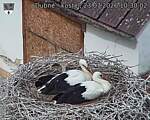 Capi_Dubne_20260723_103002.jpg