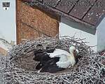 Capi_Dubne_20260723_104002.jpg