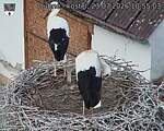 Capi_Dubne_20260723_105503.jpg