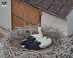 Capi_Dubne_20260723_110002.jpg