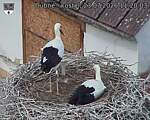Capi_Dubne_20260723_112003.jpg