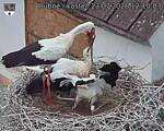Capi_Dubne_20260723_121003.jpg