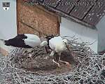 Capi_Dubne_20260723_125002.jpg