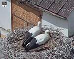 Capi_Dubne_20260723_132503.jpg