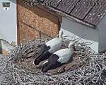 Capi_Dubne_20260723_133002.jpg