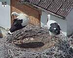 Capi_Dubne_20260723_142003.jpg