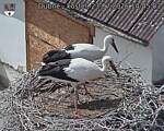 Capi_Dubne_20260723_144503.jpg