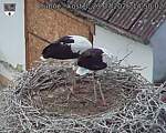 Capi_Dubne_20260723_145002.jpg