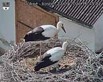 Capi_Dubne_20260723_164502.jpg