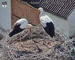 Capi_Dubne_20260723_165003.jpg