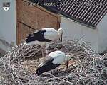 Capi_Dubne_20260723_165503.jpg