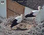 Capi_Dubne_20260723_170002.jpg