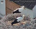 Capi_Dubne_20260723_180003.jpg